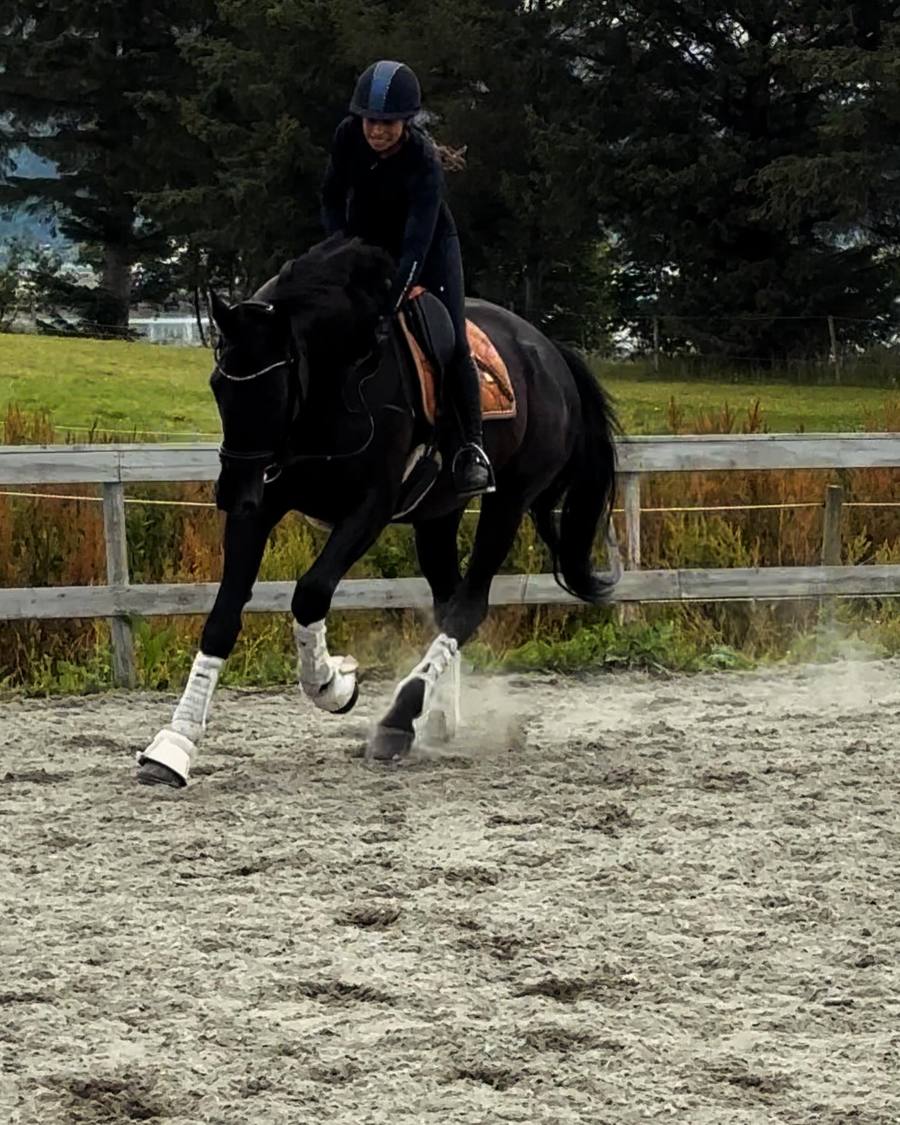 Svart hest i galopp på utebanen