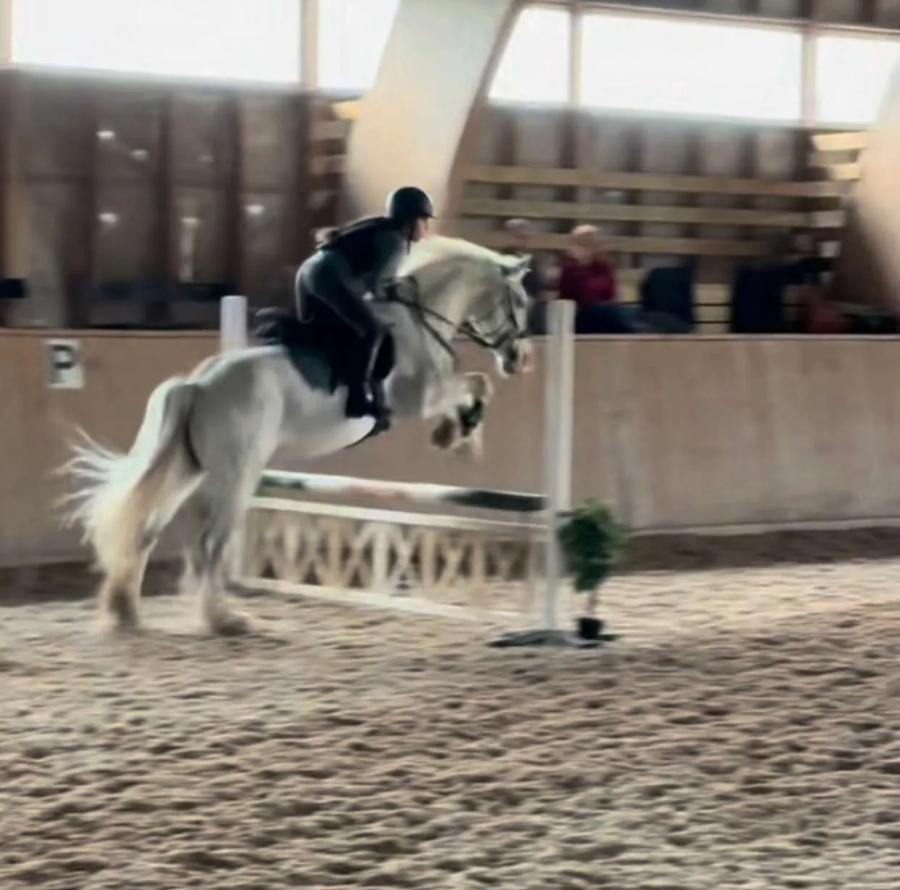 Skimmel over et hinder i ridehallen
