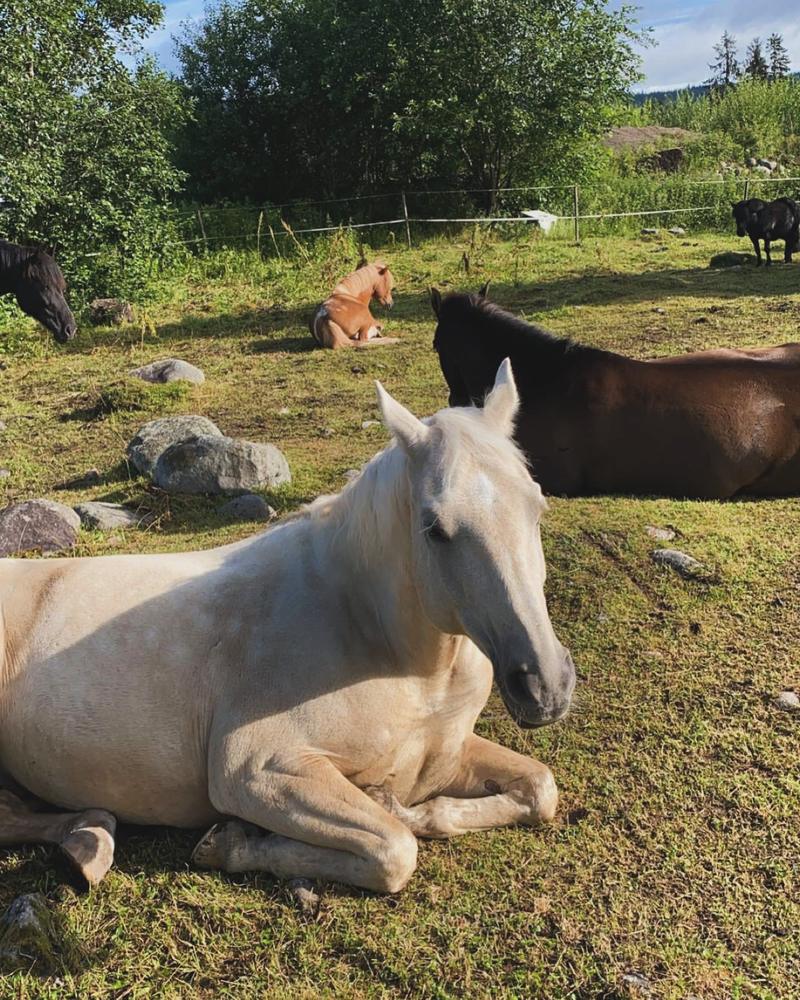 Lys hest som hviler i gresset på beitet